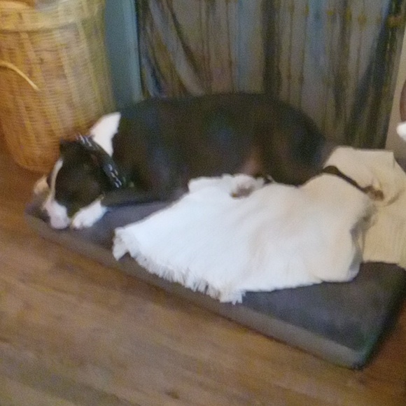 BARK BOX XL Dog Bed - Picture 10 of 10